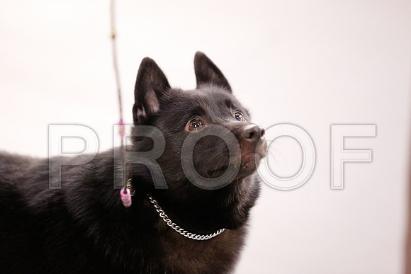 _RH_6830-CarlrolltonSept2014-HR3