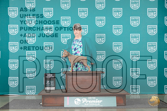 Miniature Pinscher #1067 Thur CH r__JP_2201_Premier_2024_HR3
