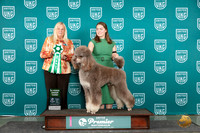 Poodle Std #1260 Sun G3 Judge Kathie Short