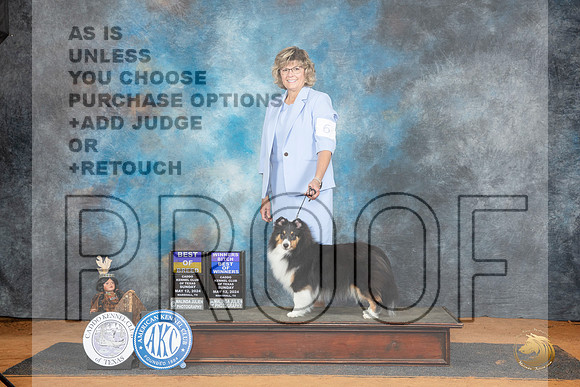 Shetland Sheepdog #6 Sun nWBBOWBOB Judge Lisa Graser__JP_8528_MARSHALL_2024_HR3