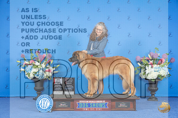 Leonberger #16 SAT BOS OHBOB M Judge Annella Cooper__JP_9881_Houston_2024_HR3