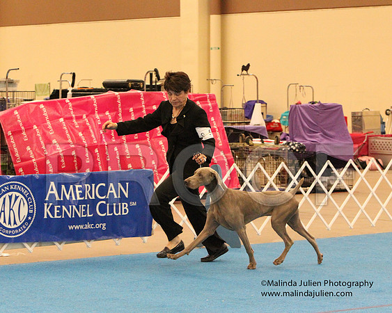 Weim-0580