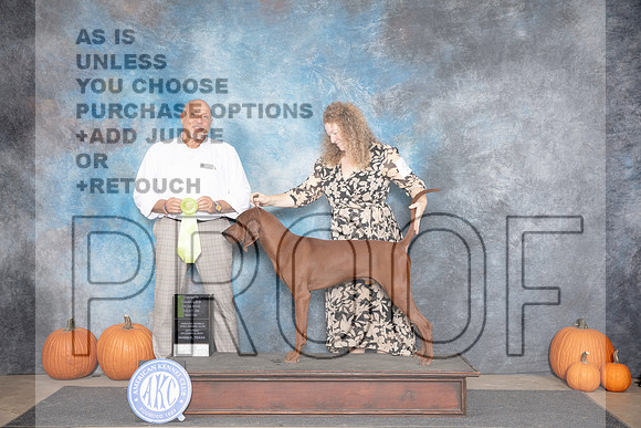 Redbone Coonhound #9 Sat OHRBIS Judge Hal Biermann__JP_9042_Humble_2024_HR3