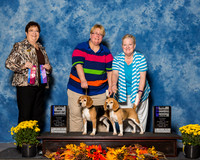 Beagles 13in #5 #12 Sun Maj BOW WB NC Marten JK Judge Mrs Pamela B Peat