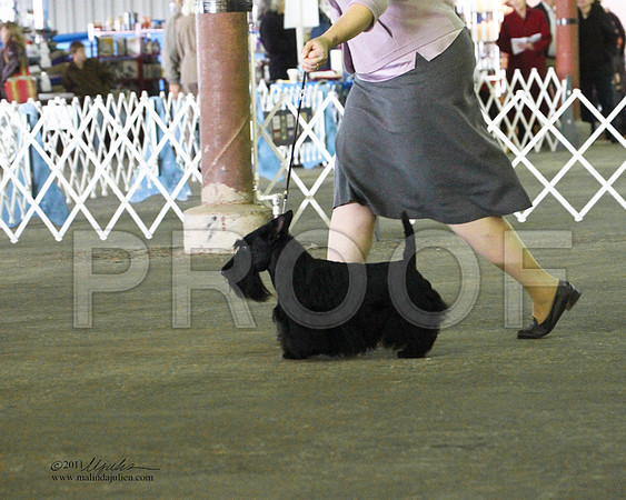 Scottish Terrier - 0009-6