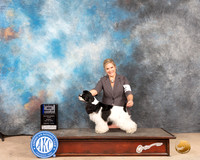 Cocker Spaniel Parti #15 Sun BOW Judge Lori Nelson