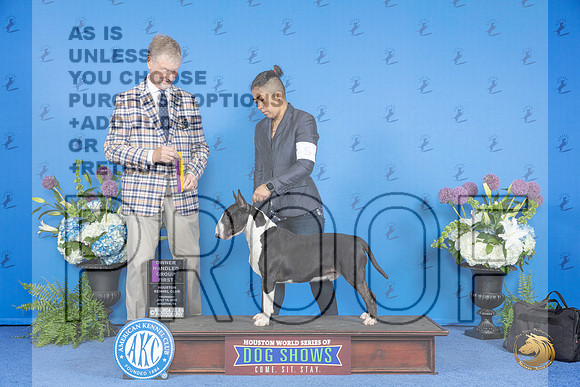 Bull Terrier Colored #5 WED BOB OHG1 Judge Wood Wornall__JP_8171_Houston_2024_HR3