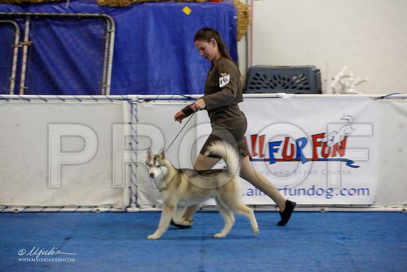 _M3_9326-AddisonHuskyMar2015-HR3