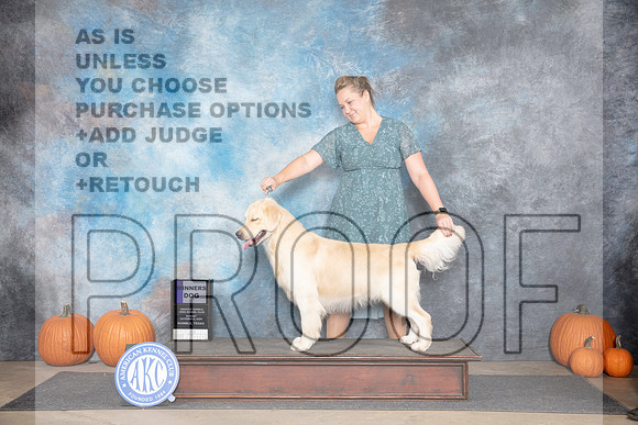 Golden Retriever #15 Sun WD Judge Ann Roth__JP_9299_Humble_2024_HR3