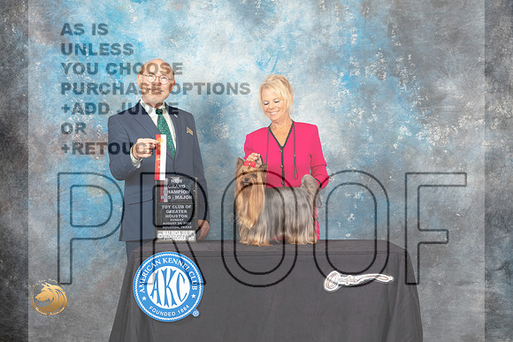 Yorkshire Terrier #17 Sun BOSNGrCh Judge Tim Robbins_MJ_0483_HstnTOY_2022_HR3