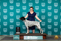 German Shorthaired Pointer # Wed BOB Judge?