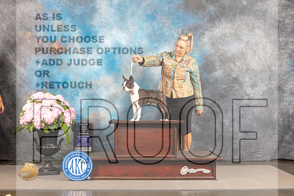 Boston Terrier #33 THUR WD BW Judge John Wade_MJ_6633_Houston_2022_HR3