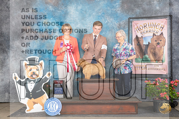 Norwich Terrier #33 SAt BOS Judge Cathy Thompson-Morgan__JP_5412_San Antonio_2024_HR3