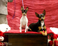 Rat Terrier Annie Angello Valentines