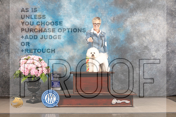 Bichon Frise #12 FRI WB BOW NCH Major Judge Polly Smith_MJ_5054_Houston_2022_HR3