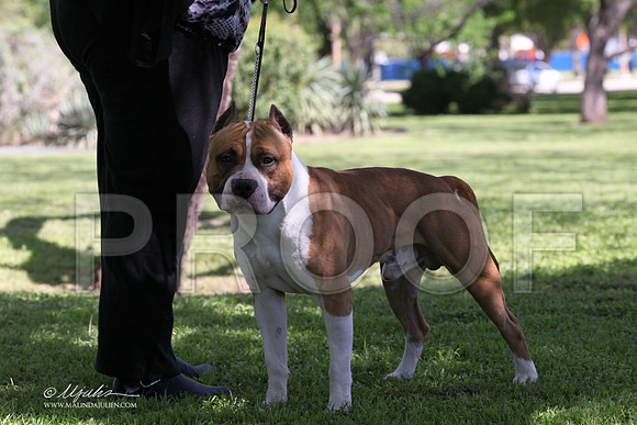AmStaff-9627LR