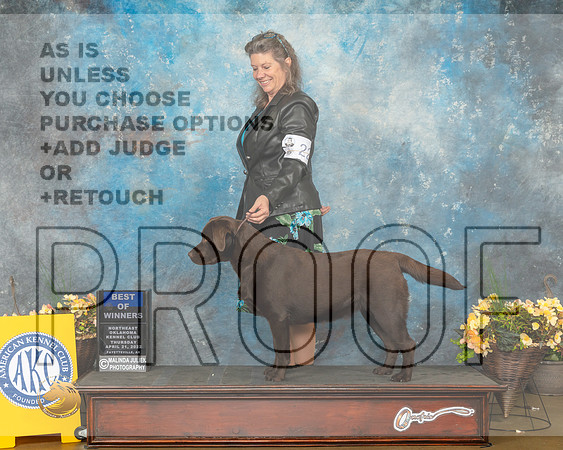 Labrador Retriever #22 ThurWBBOW Judge Cathy Daugherty-MMJ_8557-NWARK2022-HR3