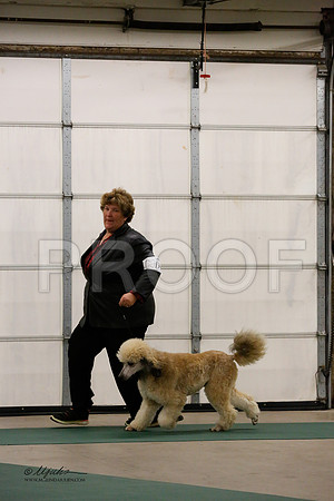 MultiPoodle-2563-NormNov13-HR