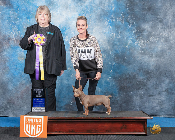 Teddy Roosevelt Terrier #249 Sat2 RBIS Judge Pam Moore-MMJ_6669e-HR3