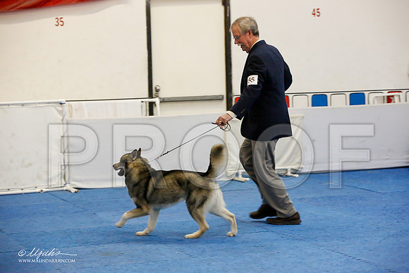 _M3_0037-AddisonHuskyMar2015-HR3