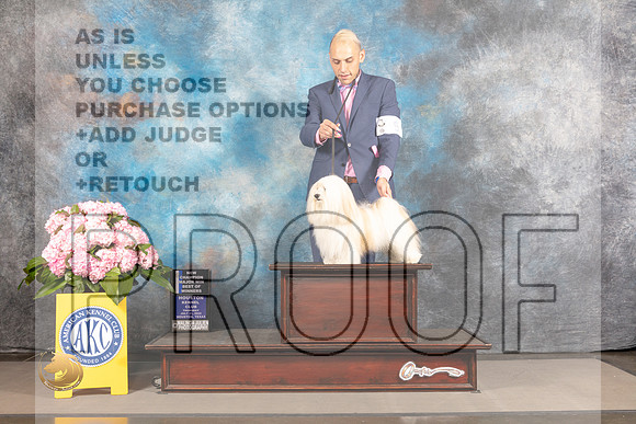 Havanese #5 THUR WD BOW NCH Major Judge Jeffery Bazell_MJ_3751_Houston_2022_HR3