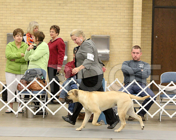 9-12PupSweeps-6911
