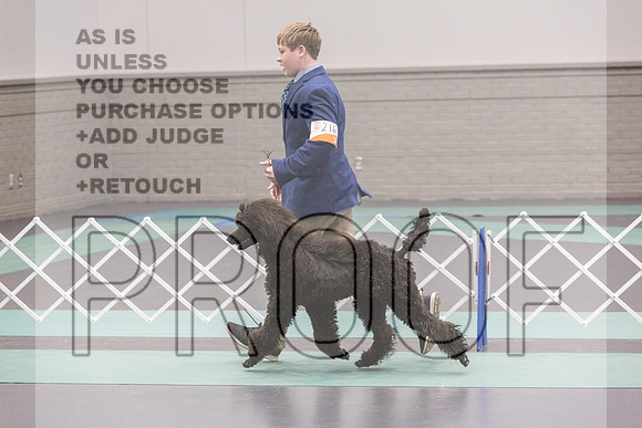 Poodle Std Rings Sat_JJL_8877_UKCLNGVIEWOCT2024_2024_HR3