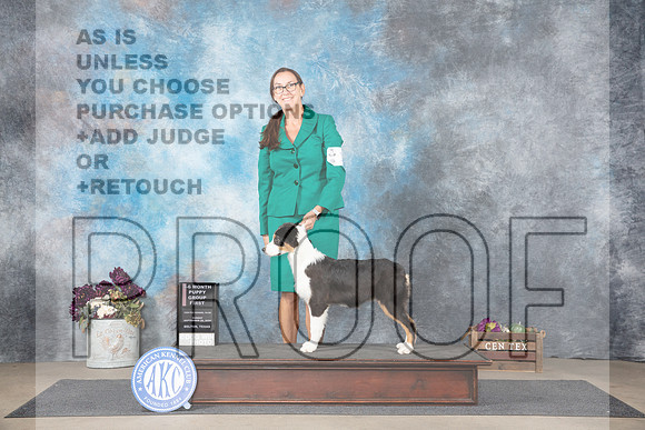 Australian Shepherd #10 Sun 4-6PUPG1 Judge Del Richards__JP_7599_Belton_2024_HR3
