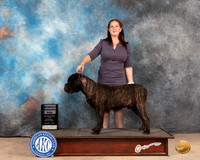 Bullmastiff #9 Sat RWD Judge Thomson Stanfield Jr