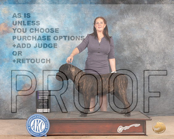 Bullmastiff #9 Sat RWD Judge Thomson Stanfield Jr-MMJ_4836-Abilene2022-HR3