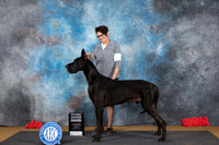 Great Dane #11 Sat G4 Judge Beth Downey