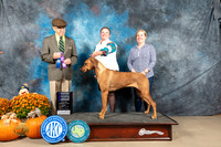 Rhodesian Ridgeback #18 Sun WB Judge Dr Dan Dowling