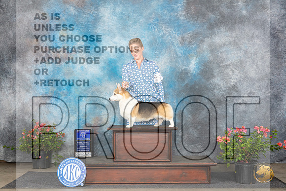 Pembroke Welsh Corgi #19 Sun WDBOW Judge Wendy G Willhauck__JP_5976_San Antonio_2024_HR3