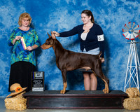 Doberman Pinschers #5 Sun BOB Troyer Nancy Breeders Judge Ms Betty Nelson Pollock
