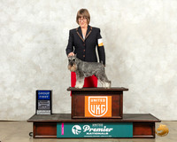 Miniature Schnauzer #? Sun G1 Judge Ronald Sacco