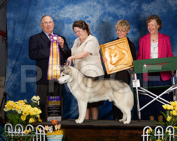 _ST_4210-AddisonHuskyMar2015-HR3
