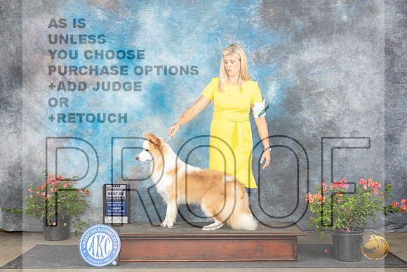 Border Collie #7 Sat BOWCH Judge Polly Smith__JP_6076_San Antonio_2024_HR3