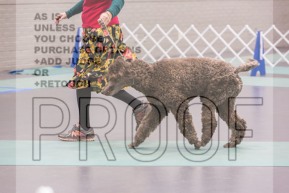 Poodle Std MC Ring Sat_JJL_8659_UKCLNGVIEWOCT2024_2024_HR3