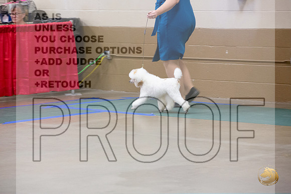 Poodle Minature # Ringside Sat_JJL_3913_LongviewTX_2024_HR3