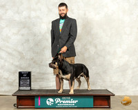 American Bully #954 Fri BOB Judge Linda Reece