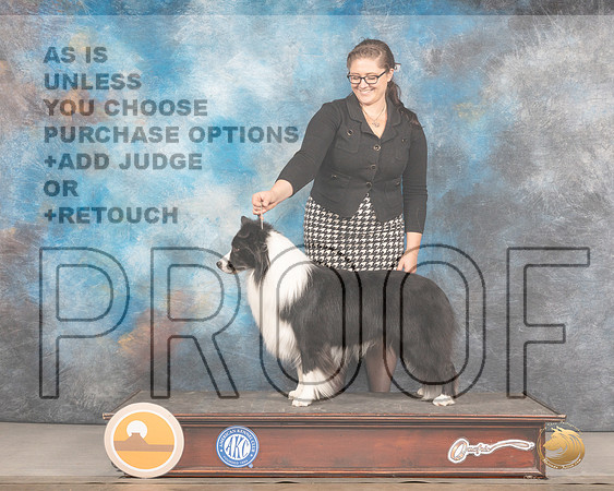 Border Collie #11 Thurs Jodie KeenerMMJ_2750_Mdlnd2022_HR3