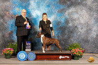 American Staffordshire Terrier #12 Fri BOWBOS Judge John Booth
