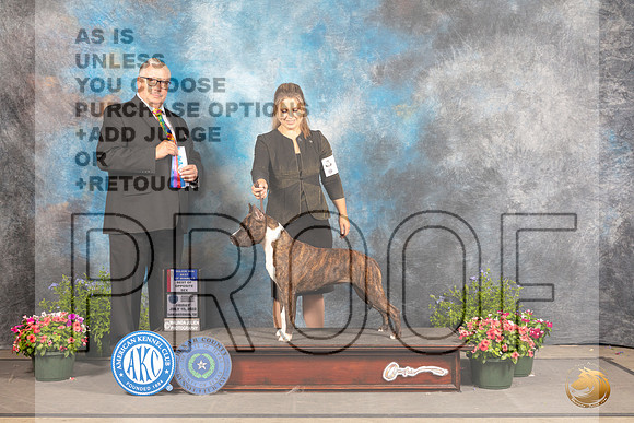 American Staffordshire Terrier #12 Fri BOWBOS Judge John Booth_MJ_0043_SA_2022_HR3