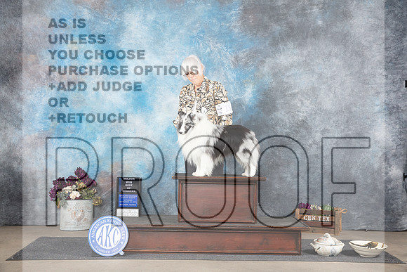 Shetland Sheepdog #15 WDBOW Sat Judge Sulie Greendale-Paveza__JP_7217_Belton_2024_HR3