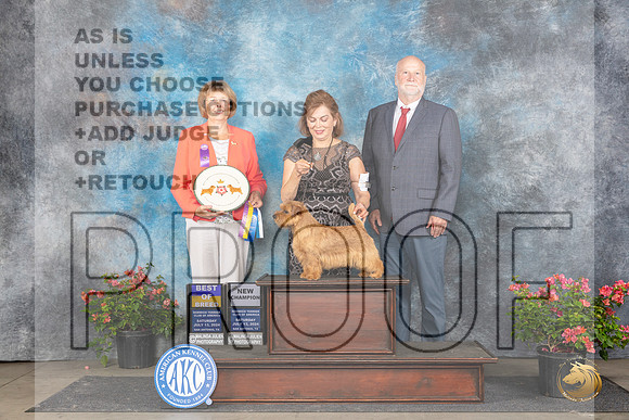 Norfolk Terrier #9 Sat CHWDBOWBOB Judge Cathy Thompson-Morgan__JP_5360_San Antonio_2024_HR3