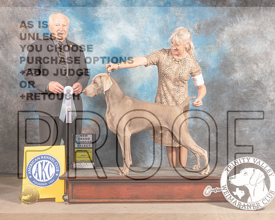 Weimaraner #5 Fri SD Judge Carmen Battaglia-MMJ_8010-FW2022-HR3