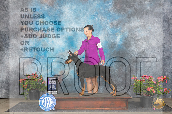 Doberman Pinscher #14 Sat WB Judge Paul F Willhauck__JP_5079_San Antonio_2024_HR3