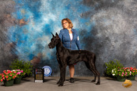 Great Dane #12 Sat BOWBOS Judge Jan Paulk