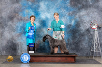 Kerry Blue Terrier #5 Sun G1 Judge Pat Trotter
