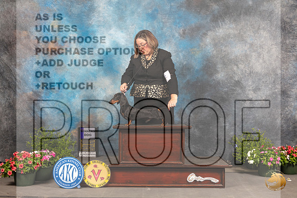 Dachshund Smooth #19 WD Judge Anne Bolus_MJ_0272_SA_2022_HR3